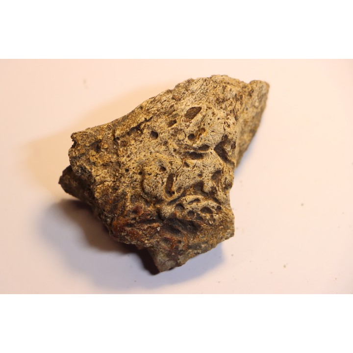 dinosaure freak: TRICERATOPS HORRIDUS
