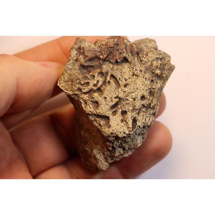 dinosaure freak: TRICERATOPS HORRIDUS