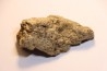 dinosaure freak: TRICERATOPS HORRIDUS