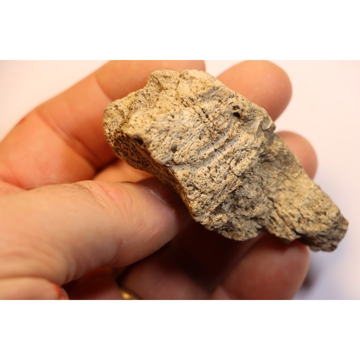 dinosaure freak: TRICERATOPS HORRIDUS
