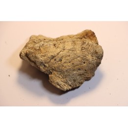 Dinosaure: fragment de collerette de TRICERATOPS HORRIDUS - Hell Creek  Fmt - crétacé sup. - Glendive County, Montana