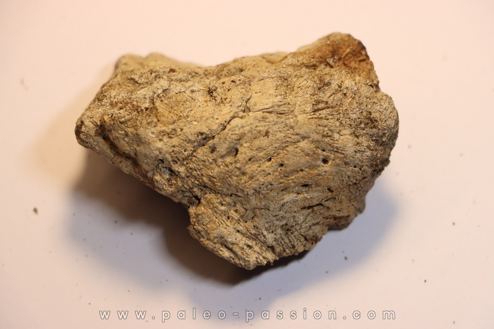 dinosaure freak: TRICERATOPS HORRIDUS