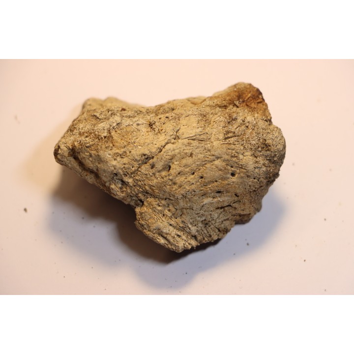 Dinosaure: fragment de collerette de TRICERATOPS HORRIDUS - Hell Creek  Fmt - crétacé sup. - Glendive County, Montana