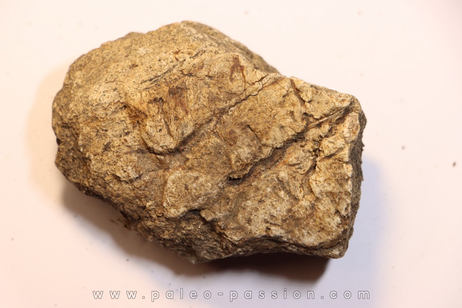 dinosaure freak: TRICERATOPS HORRIDUS