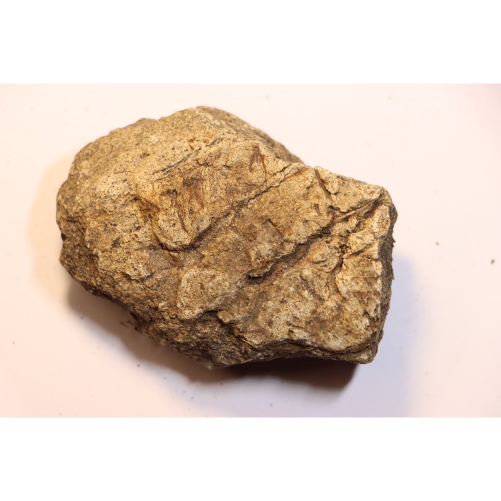 dinosaure freak: TRICERATOPS HORRIDUS
