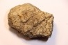 dinosaure freak: TRICERATOPS HORRIDUS
