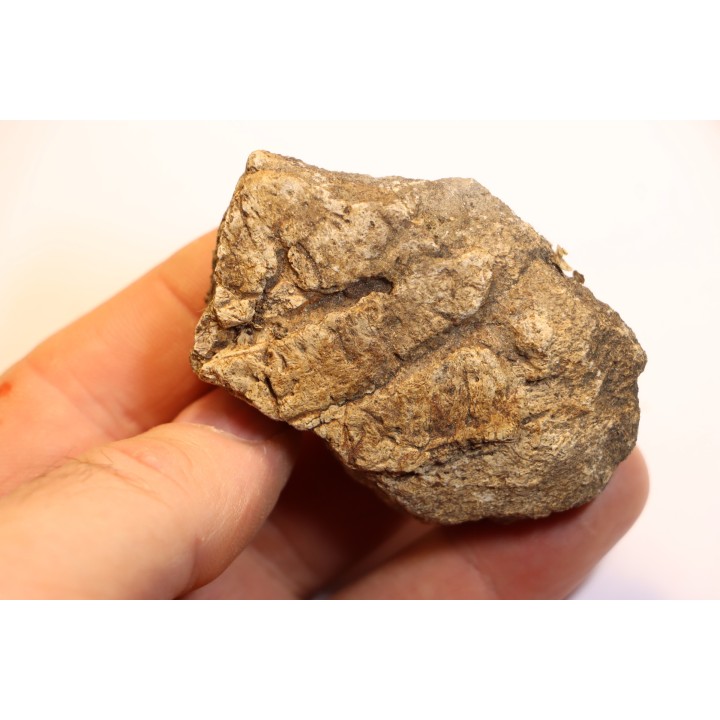 Dinosaure: fragment de collerette de TRICERATOPS HORRIDUS - Hell Creek  Fmt - crétacé sup. - Glendive County, Montana