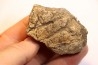 dinosaure freak: TRICERATOPS HORRIDUS