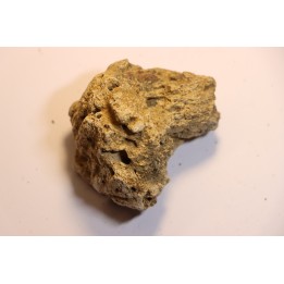 dinosaure freak: TRICERATOPS HORRIDUS