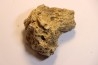 dinosaure freak: TRICERATOPS HORRIDUS