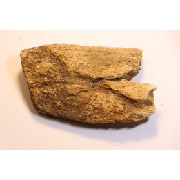 dinosaure freak: TRICERATOPS HORRIDUS