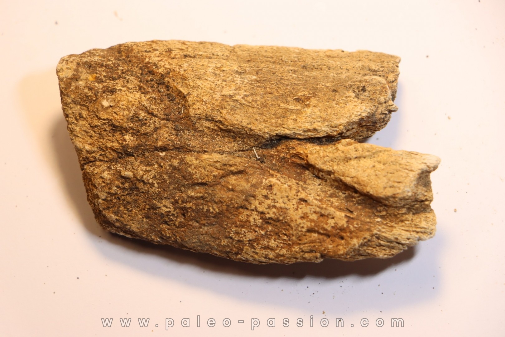 dinosaure freak: TRICERATOPS HORRIDUS
