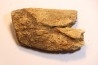 dinosaure freak: TRICERATOPS HORRIDUS