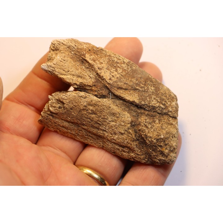 dinosaure freak: TRICERATOPS HORRIDUS