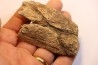 dinosaure freak: TRICERATOPS HORRIDUS