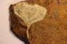 GINKGO ADIANTOIDES - Paleocene - Sentinel Butte Fmt - Morton County, North Dakota - USA