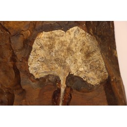 GINKGO ADIANTOIDES - Paleocene - Sentinel Butte Fmt - Morton County, North Dakota - USA