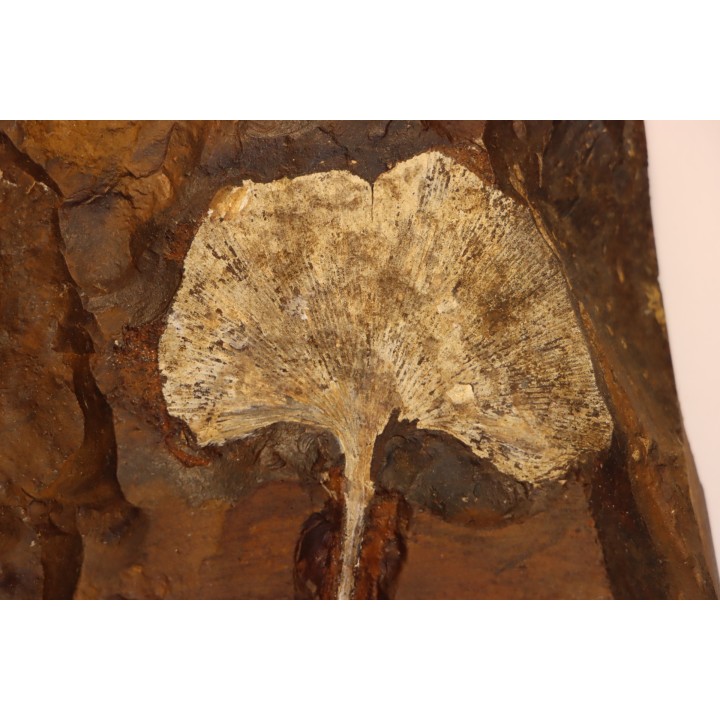 GINKGO ADIANTOIDES - Paleocene - Sentinel Butte Fmt - Morton County, North Dakota - USA