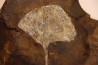 GINKGO ADIANTOIDES - Paleocene - Sentinel Butte Fmt - Morton County, North Dakota - USA
