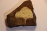 GINKGO ADIANTOIDES - Paleocene - Sentinel Butte Fmt - Morton County, North Dakota - USA