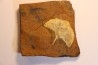 GINKGO ADIANTOIDES - Paleocene - Sentinel Butte Fmt - Morton County, North Dakota - USA