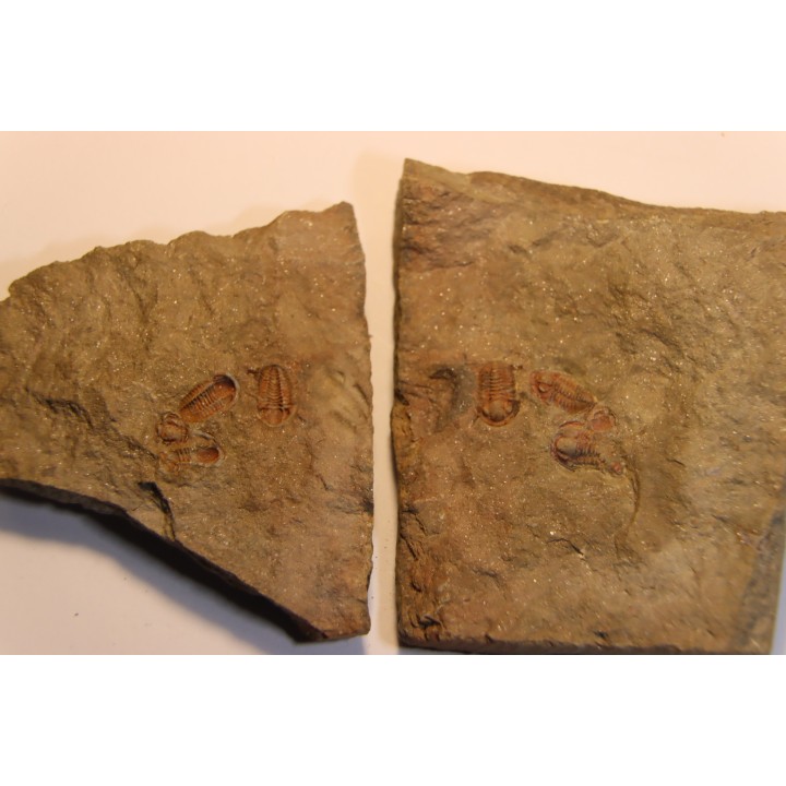 Agerina quadrata (dean, 1965)  floian, ordovician  fezouata Fmt  Zagora, Morocco