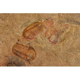 Agerina quadrata (dean, 1965)  floien, ordovicien  fezouata Fmt  Zagora, Maroc