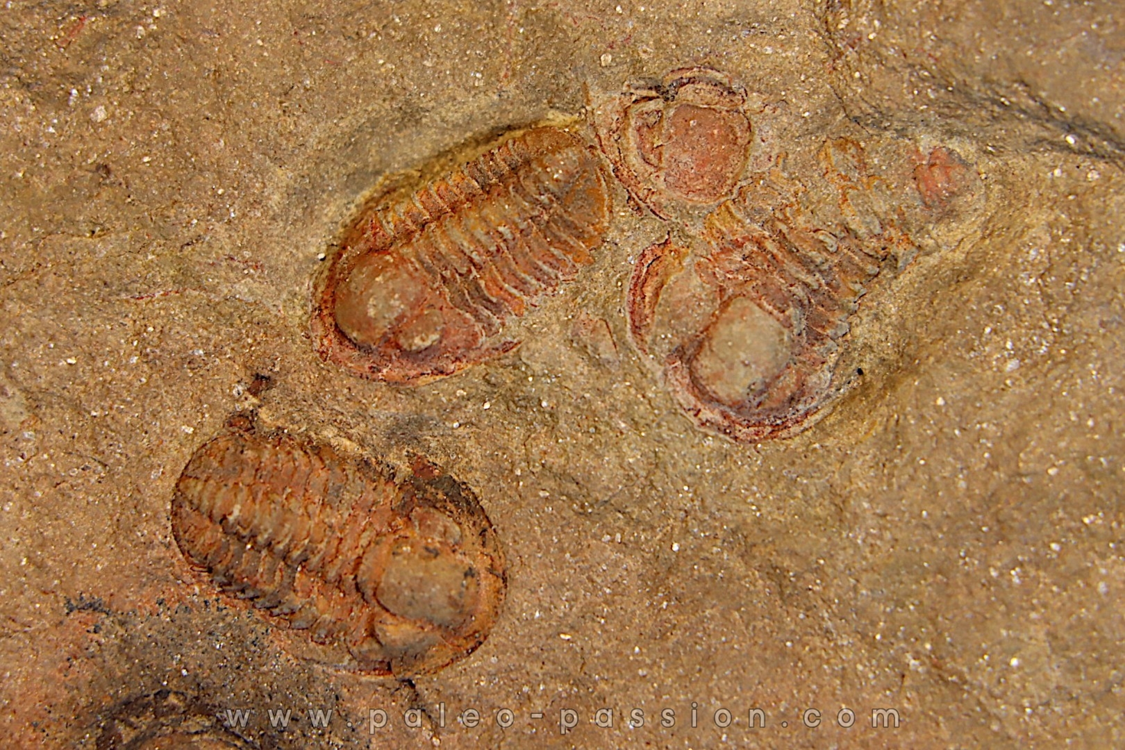Agerina quadrata (dean, 1965) floian, ordovician fezouata Fmt Zagora, Morocco