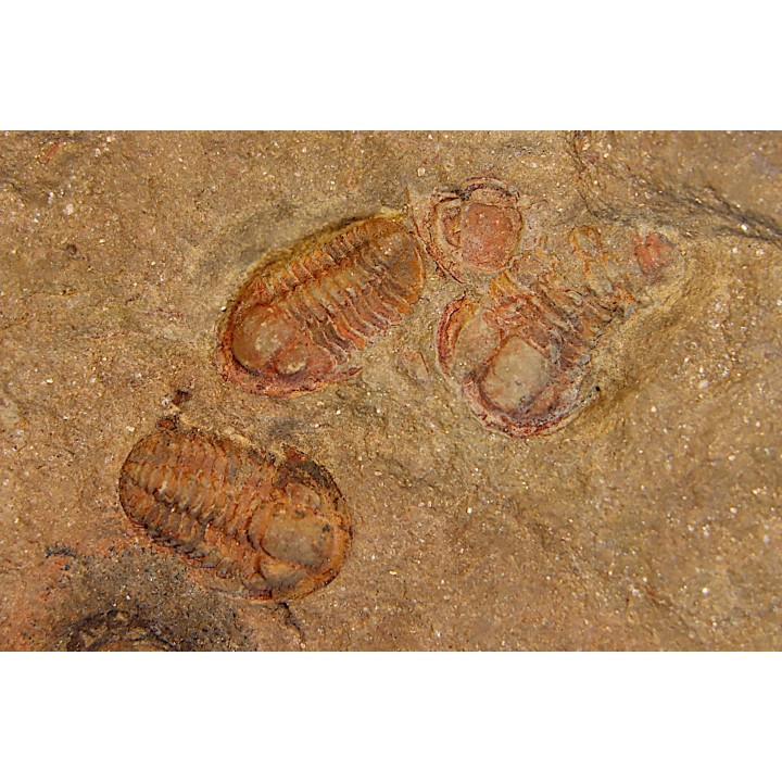Agerina quadrata (dean, 1965)  floien, ordovicien  fezouata Fmt  Zagora, Maroc