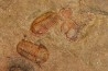 Agerina quadrata (dean, 1965) floien, ordovicien fezouata Fmt Zagora, Maroc