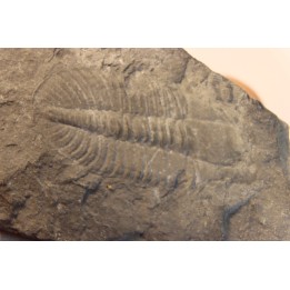 Ogygopsis klotzi - Early Middle Cambrian - Metaline fmt,  Metaline Falls, WA, USA