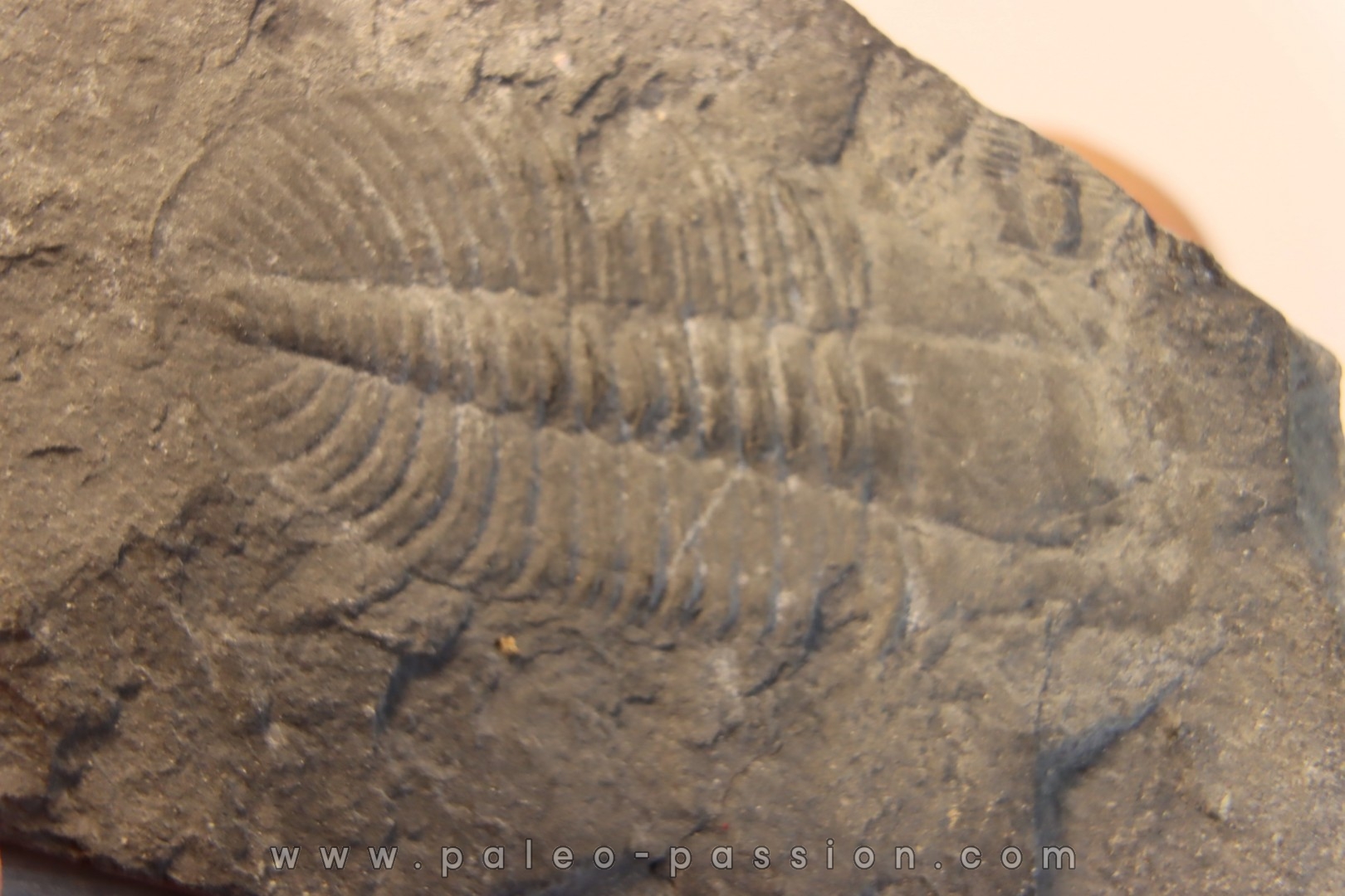 Ogygopsis klotzi - Early Middle Cambrian - Metaline fmt, Metaline Falls, WA, USA