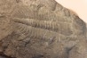 Ogygopsis klotzi - Early Middle Cambrian - Metaline fmt, Metaline Falls, WA, USA