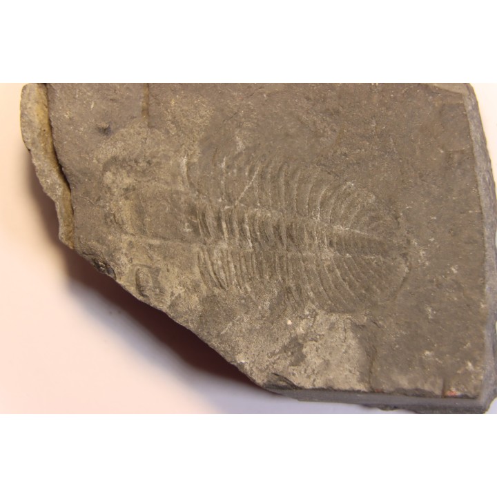 Ogygopsis klotzi - Early Middle Cambrian - Metaline fmt,  Metaline Falls, WA, USA