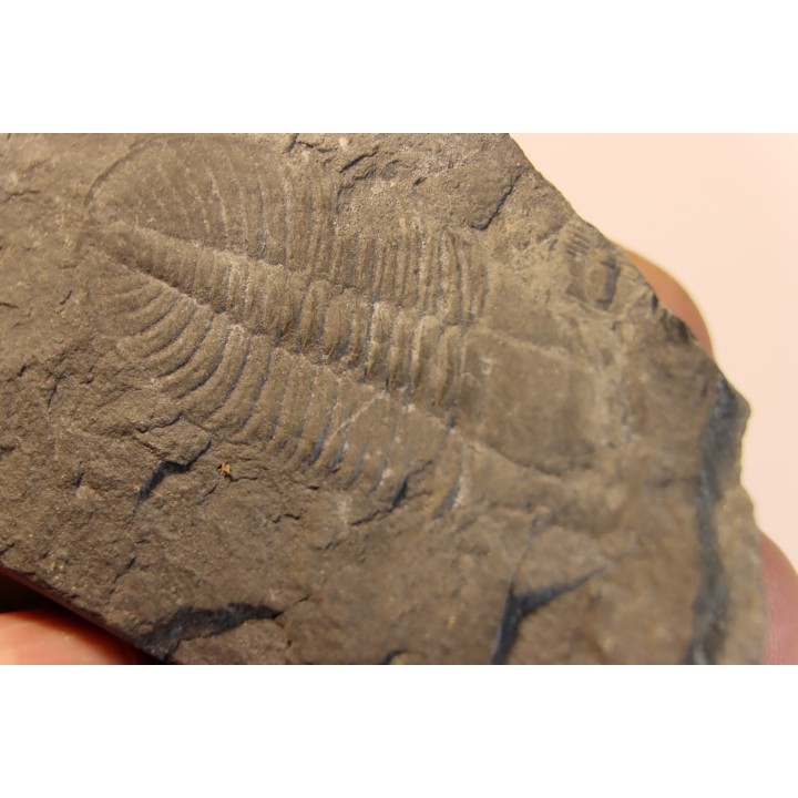 Ogygopsis klotzi - Early Middle Cambrian - Metaline fmt,  Metaline Falls, WA, USA