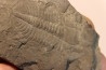 Ogygopsis klotzi - Early Middle Cambrian - Metaline fmt, Metaline Falls, WA, USA