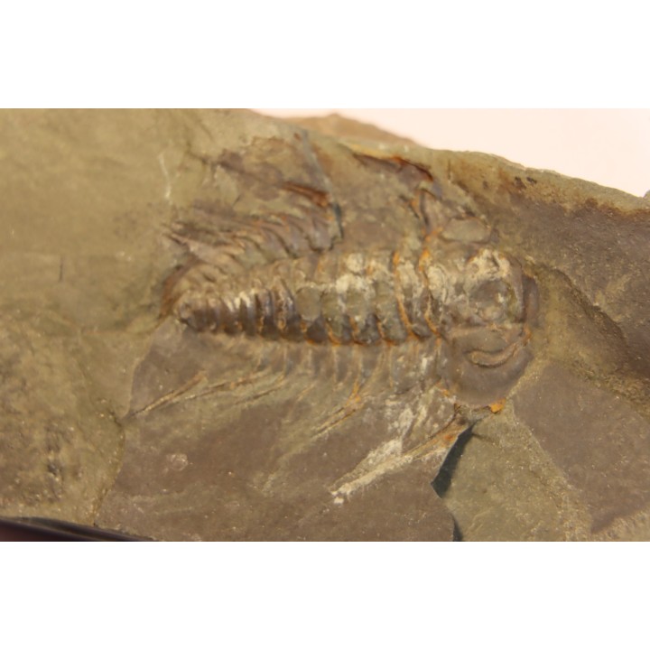 Albertella nitida - Early Middle Cambrian - Gordon shale, Breatrice Cr.  Thompson Falls, MT, USA