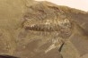 Albertella nitida - Early Middle Cambrian - Gordon shale, Breatrice Cr. Thompson Falls, MT, USA