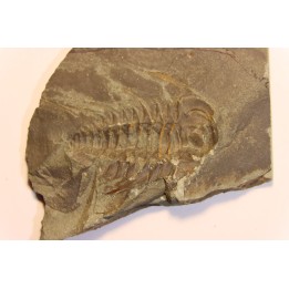 Albertella nitida - Early Middle Cambrian - Gordon shale, Breatrice Cr.  Thompson Falls, MT, USA