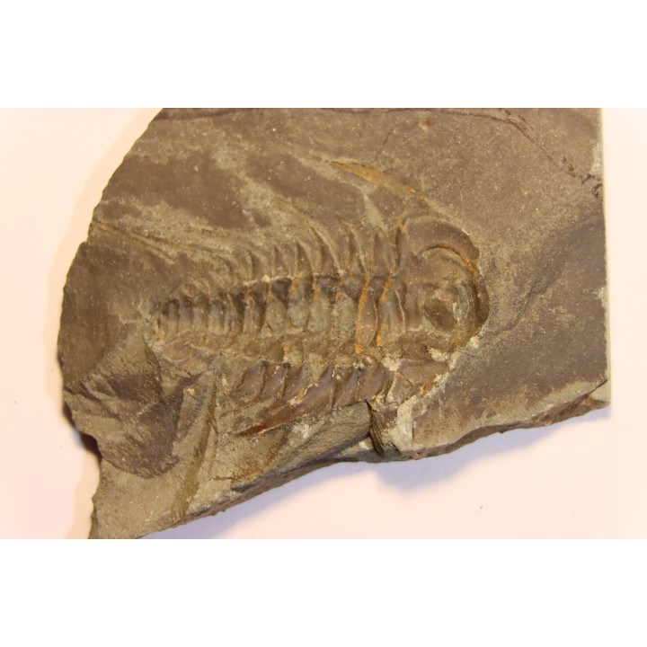 Albertella nitida - Early Middle Cambrian - Gordon shale, Breatrice Cr.  Thompson Falls, MT, USA
