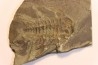 Albertella nitida - Early Middle Cambrian - Gordon shale, Breatrice Cr. Thompson Falls, MT, USA