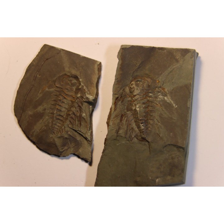 Albertella nitida - Early Middle Cambrian - Gordon shale, Breatrice Cr.  Thompson Falls, MT, USA