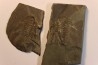 Albertella nitida - Early Middle Cambrian - Gordon shale, Breatrice Cr. Thompson Falls, MT, USA