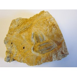 DITOMOPYGE KUMPANI