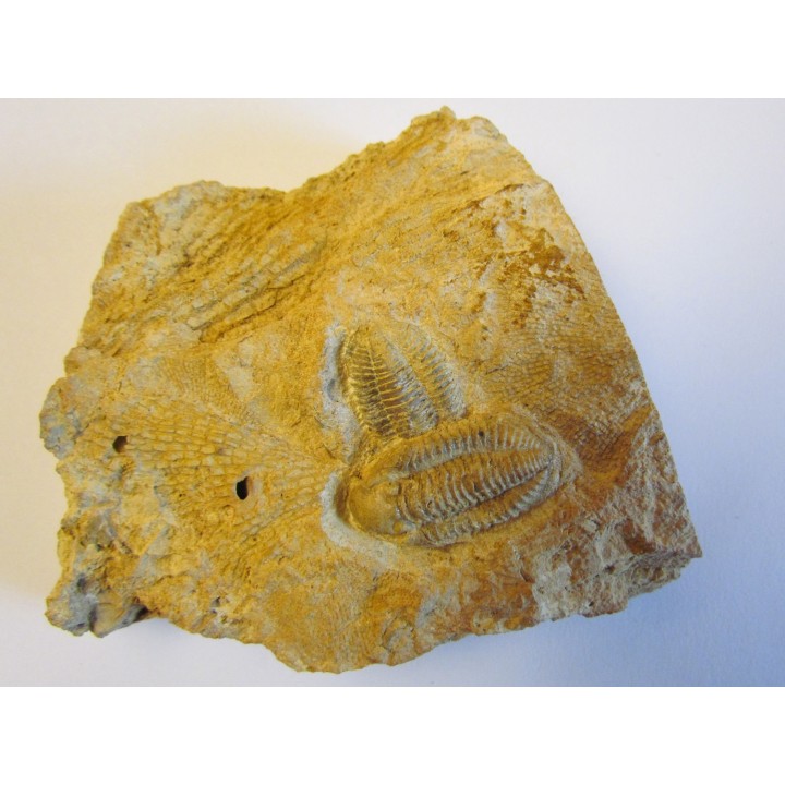 DITOMOPYGE KUMPANI