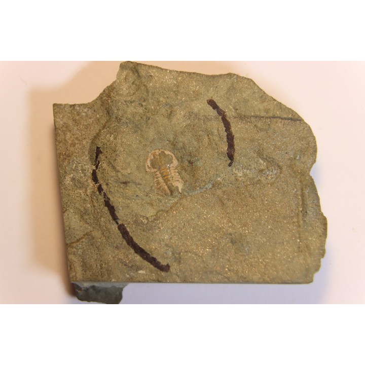 Vanuxemella nortia - Early Middle Cambrian  - Gordon shale, Breatrice Cr.  Thompson Falls, MT, USA