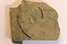 Vanuxemella nortia - Early Middle Cambrian  - Gordon shale, Breatrice Cr.  Thompson Falls, MT, USA