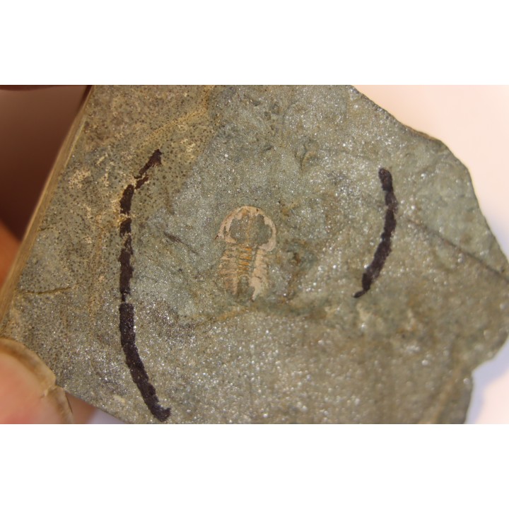 Vanuxemella nortia - Early Middle Cambrian  - Gordon shale, Breatrice Cr.  Thompson Falls, MT, USA
