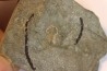 Vanuxemella nortia - Early Middle Cambrian  - Gordon shale, Breatrice Cr.  Thompson Falls, MT, USA