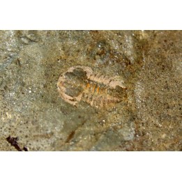 Vanuxemella nortia - Early Middle Cambrian - Gordon shale, Breatrice Cr.  Thompson Falls, MT, USA